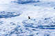 Baffin_022